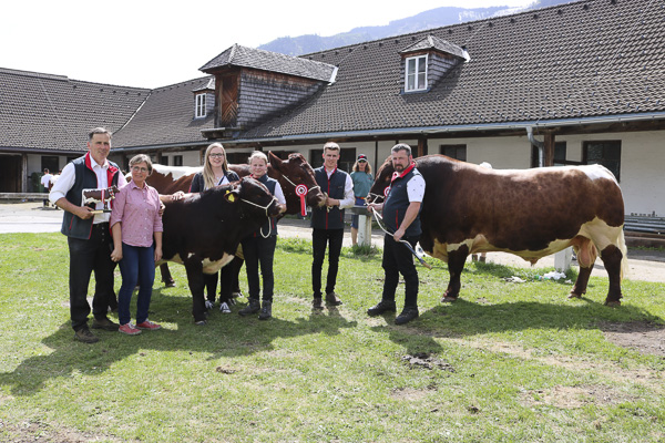 Austrian Pinzgauer Bulls